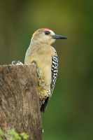 Datel hoffmannuv - Melanerpes hoffmannii - Hoffmanns Woodpecker 5447